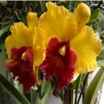 Rhyncholaeliocattleya Thongsuk Delight-Flowering Size